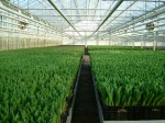 [Greenhouse DSCF4923.JPG]